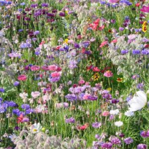 Wild Scented Bee and Butterly Cottage Garden Grass Seed Free Perennial Plant Mix Flower Seeds (Bee and Butterfly)