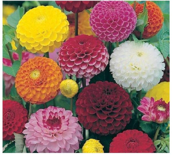PREMIER SEEDS DIRECT - Dahlia - POMPONE Double Mixed - 240 Finest Seeds
