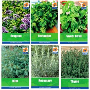 HERB COLLECTION 4- selection of 6 Fresh Herb Seeds Oregano, Coriander, Sweet Basil, Mint, Rosemary & Thyme